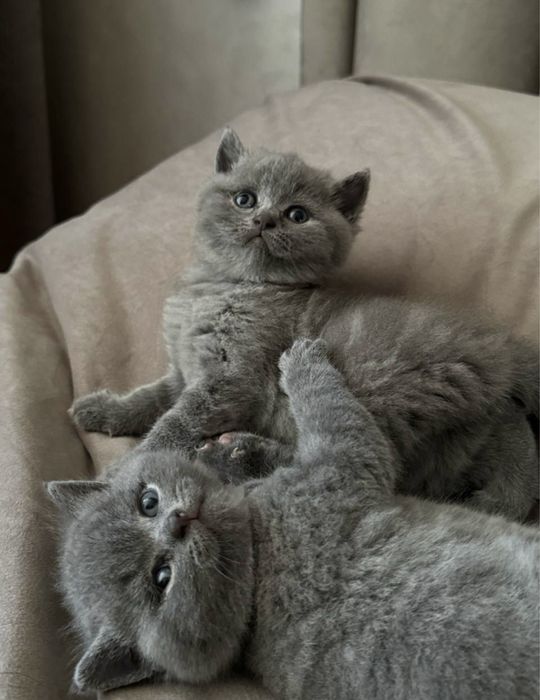 Шикарные британские котята с документами!