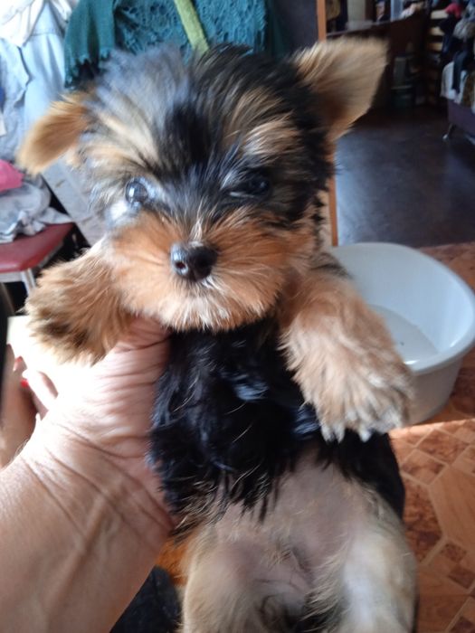 Очень активные щеночки породы Йоркширский терьер