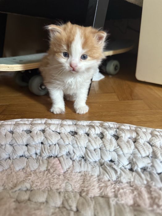 3 rozkoszne kocięta szukaja domow