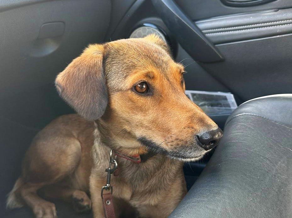 Піксель. Розумний песик шукає дім, в добрі руки