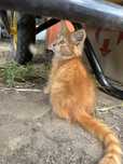 Котенок ищет любящую семью