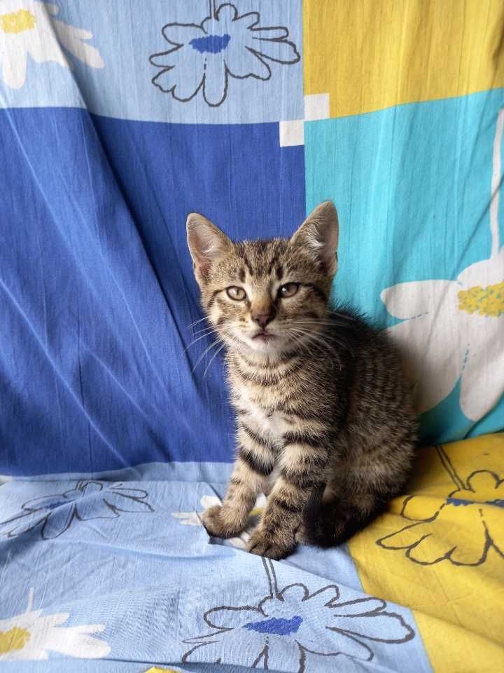 kot, kotek, kotki