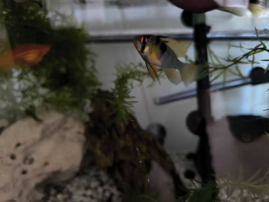 Ramirezi German Blue Macho