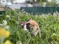 Króliczki miniaturki * mini lop