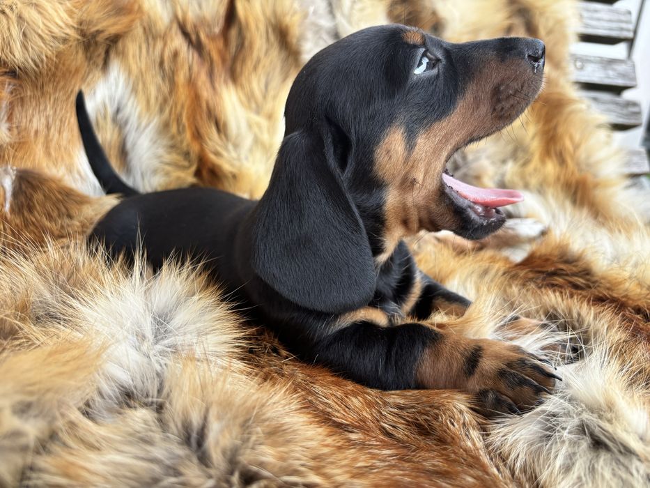 Jamnik krótkowłosy