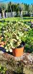 Planta suculenta