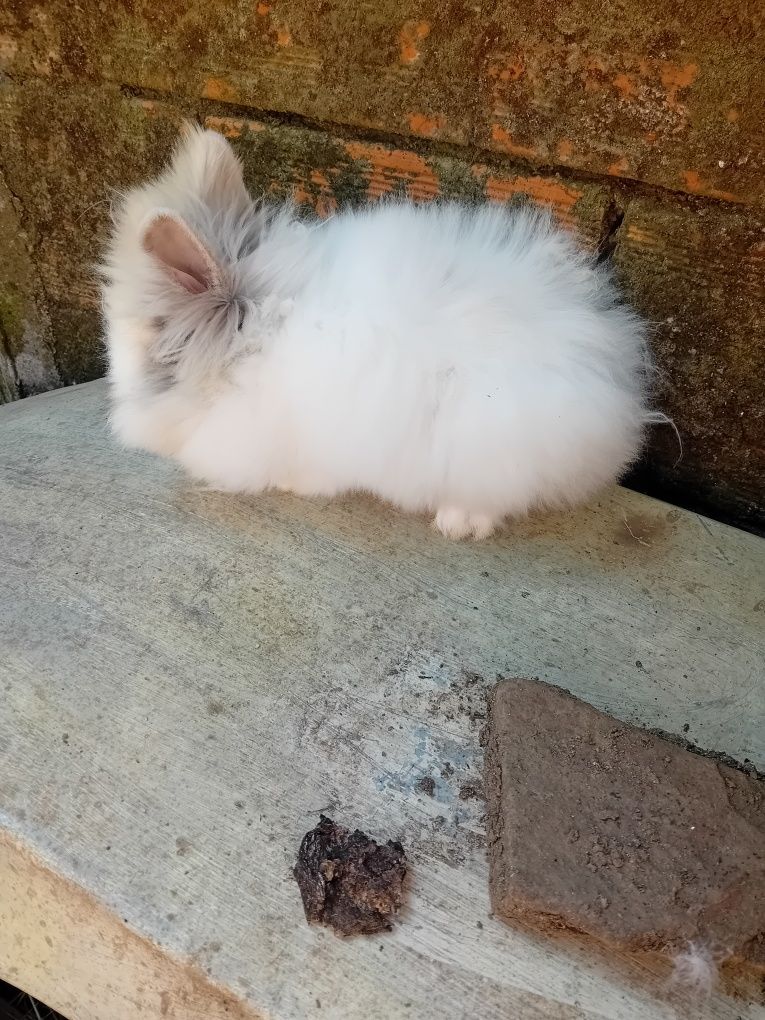 Coelhos anões               .