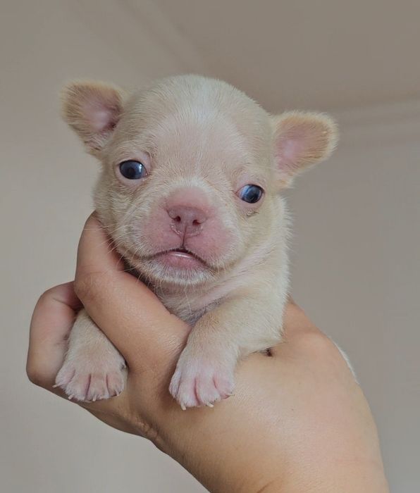 Bulldog Francês Macho