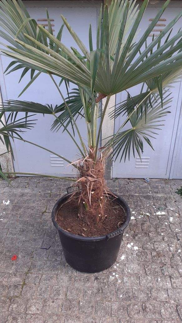 Plantas e árvores