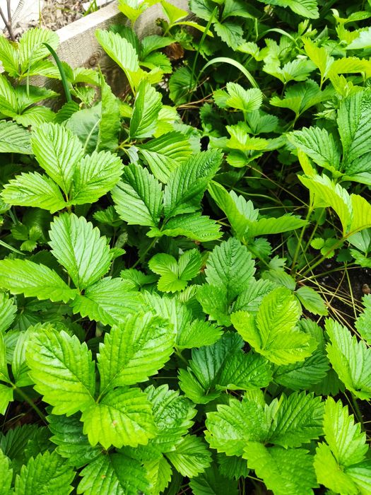Sadzonki poziomki poziomka Attilla zdrowe ukorzenione sadzonki