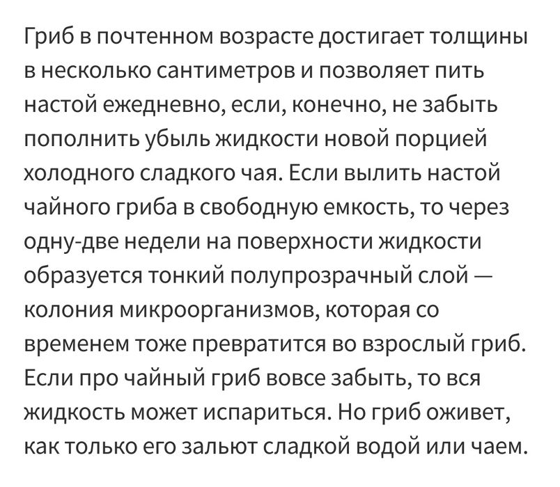 Чайный гриб зооглея медузомицет домашний квас комбуча