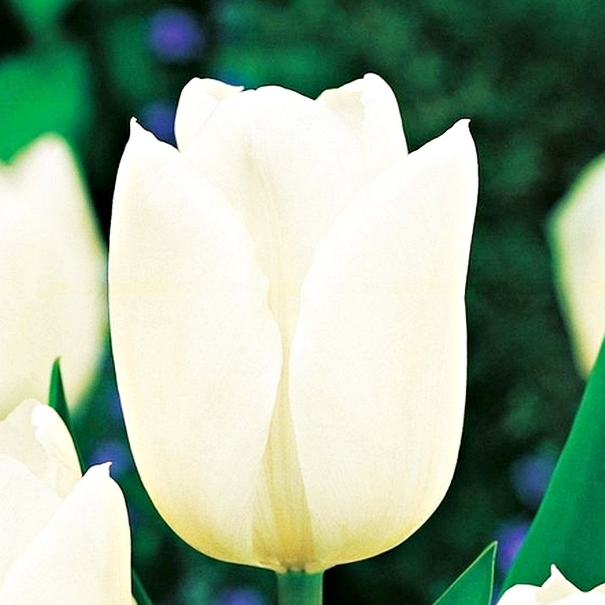 Żywe tulipany bukiet 1 szt tulipan dzień kobiet