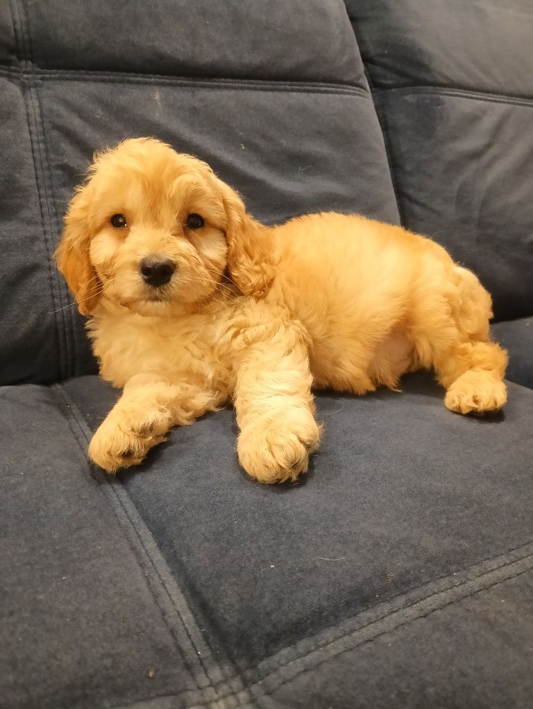 Mini Labradoodle szczeniak F 1 b