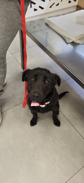 Szczeniaki do adopcji