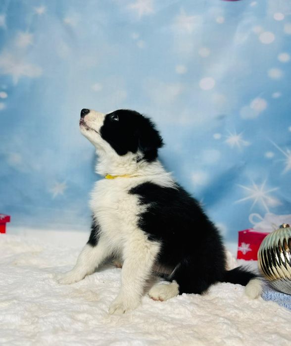 szczeniak  Border Collie ZKwP (FCI) czarno-biały Rezerwacja