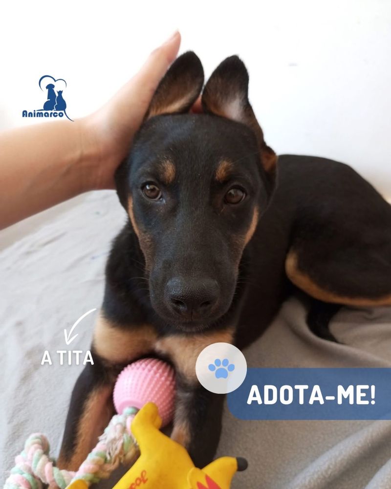 Tita cadela jovem porte medio