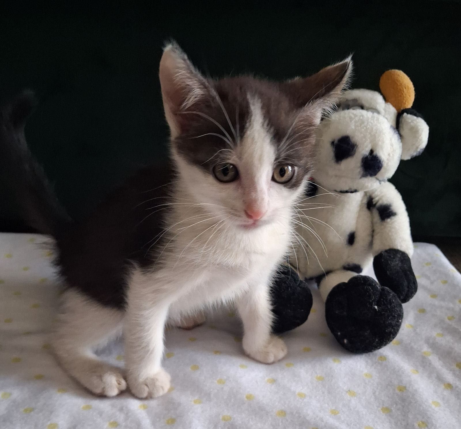Крошечные котята бесплатно
