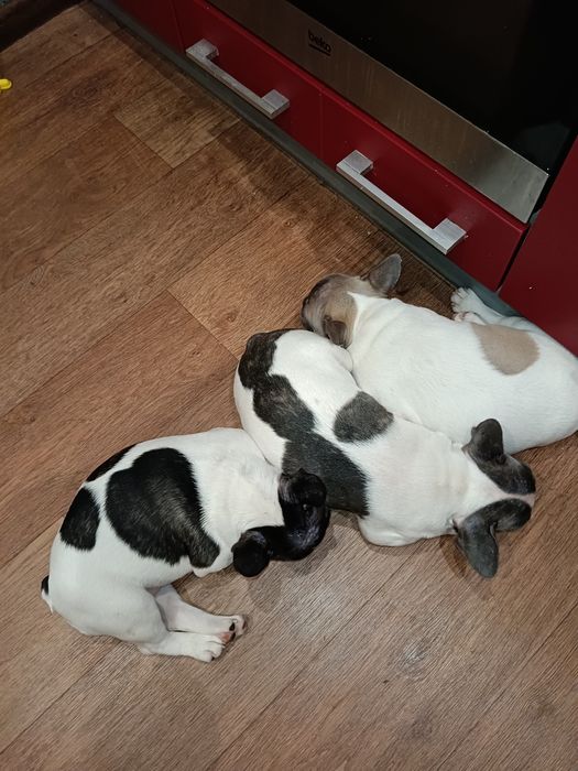 Вязка. Случка. Французский бульдог