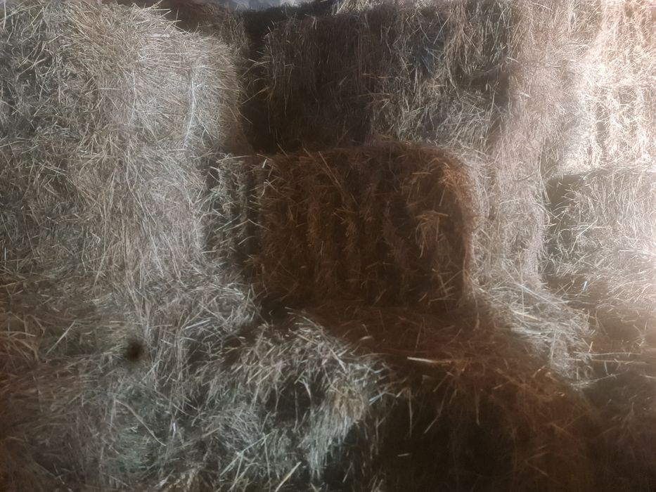 Siano  tegoroczne 2025