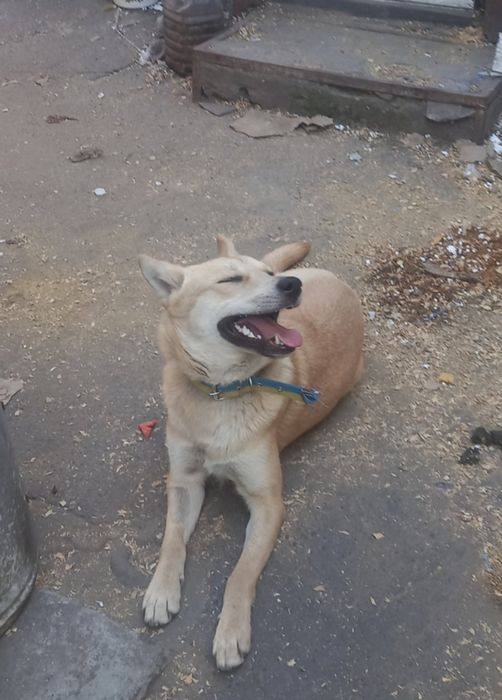 Собака в добрі ручки!