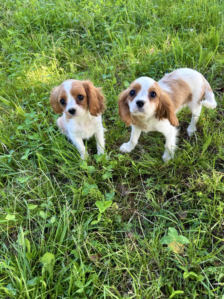 Cavalier king charles spaniel