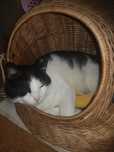 Tom-8 letni Kocurek do adopcji