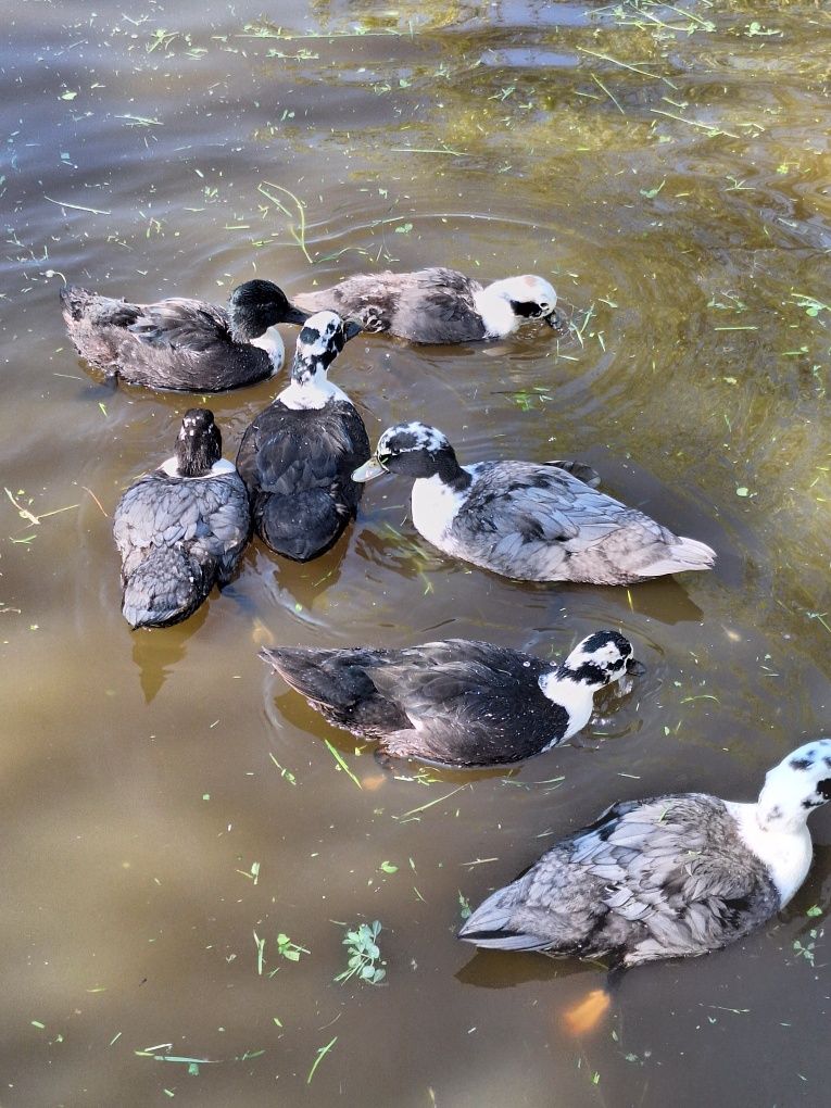 Call duck tegoroczne