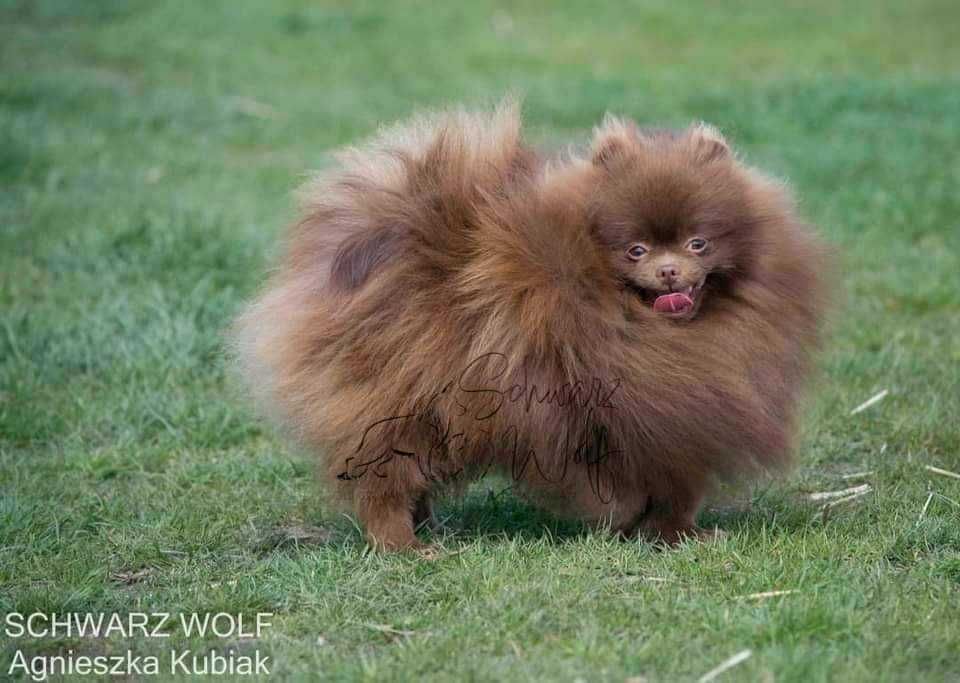 Szpic Miniaturowy Pomeranian czekoladowa dziewczynka