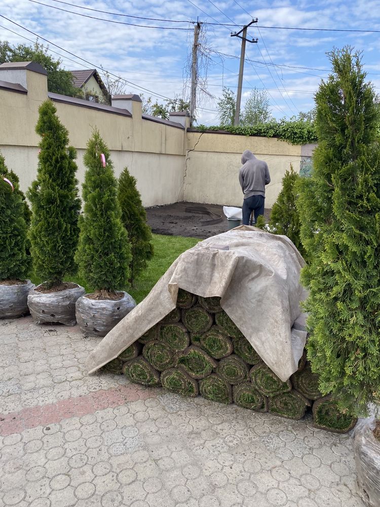Посадка/Пересадка Растений