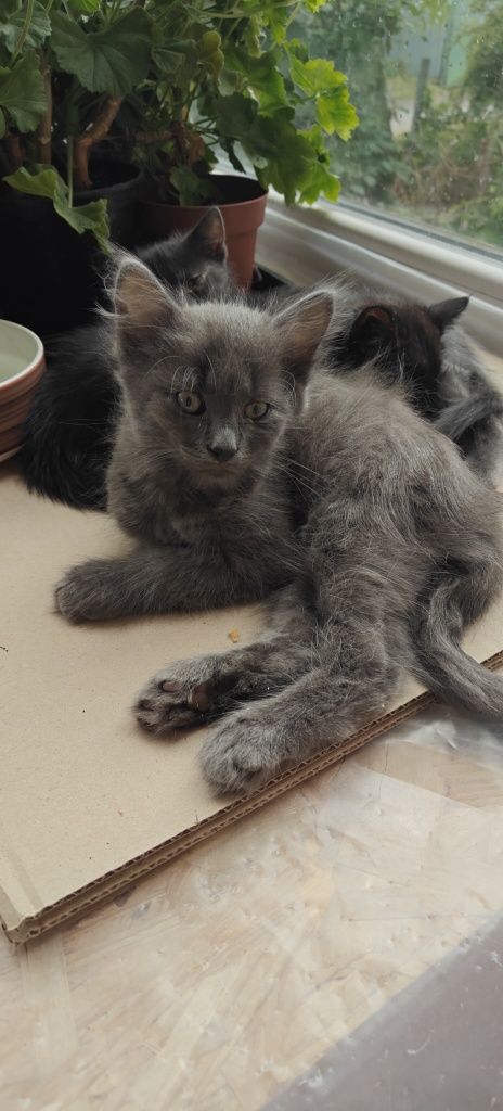 Кошенята 2 місяці. БЕЗКОШТОВНО