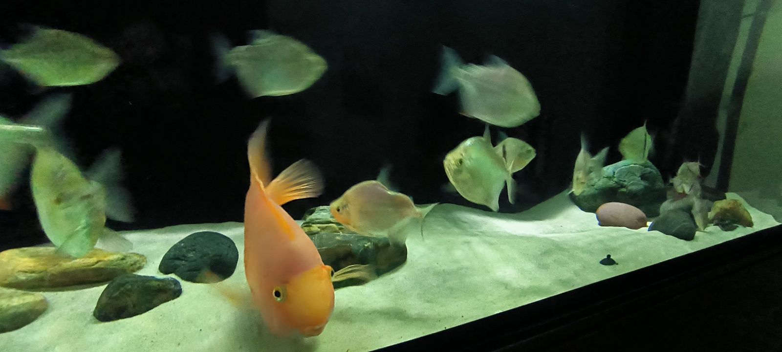 7 Peixes Silver Dollar