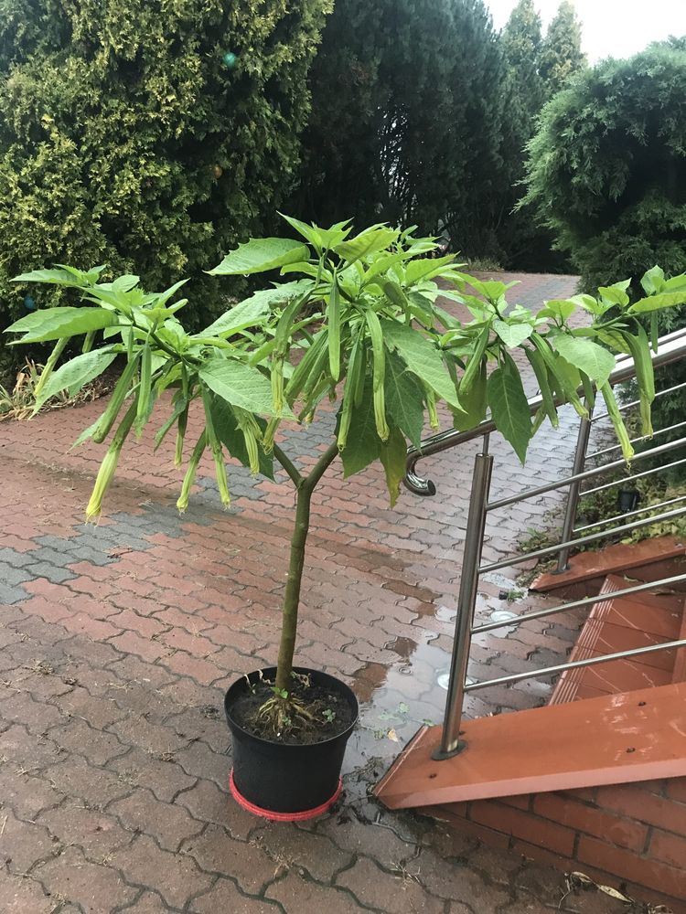 Datura duza kwiat pojedynczy morelowa ,rozowa