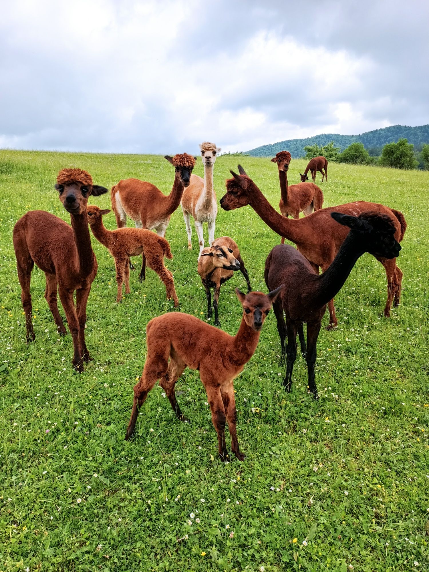 domek + alpaki, SPA, zarybiony staw Bieszczady