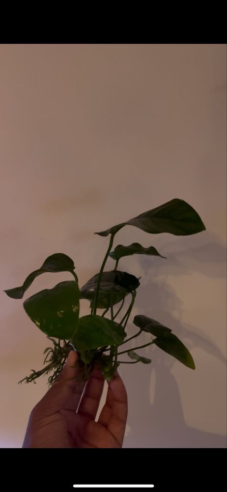Anubia Barteti xl (venda ou troca)