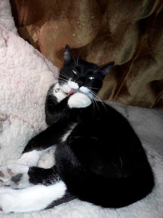 Emi - spokojna i kochająca bliskość oraz dotyk osierocona kotka