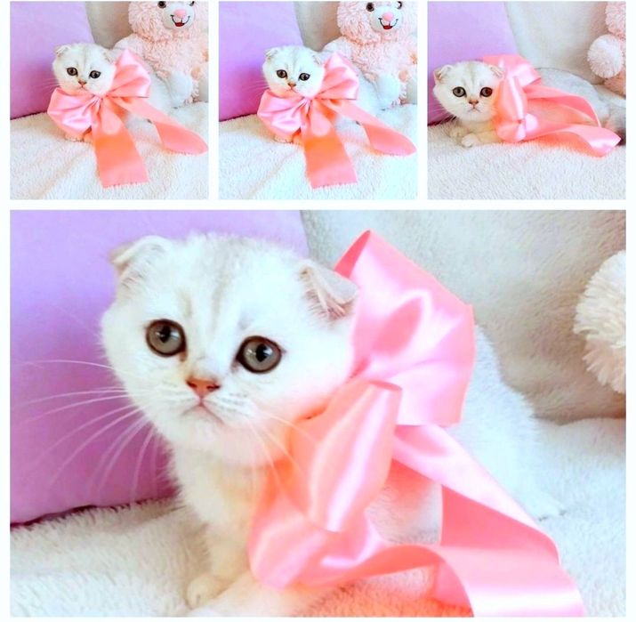 Шотландська Чудо дівчинка красунечка