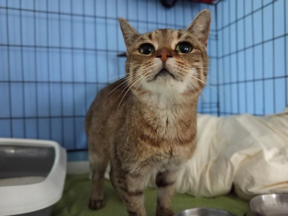 Szukamy domku dla Marysi