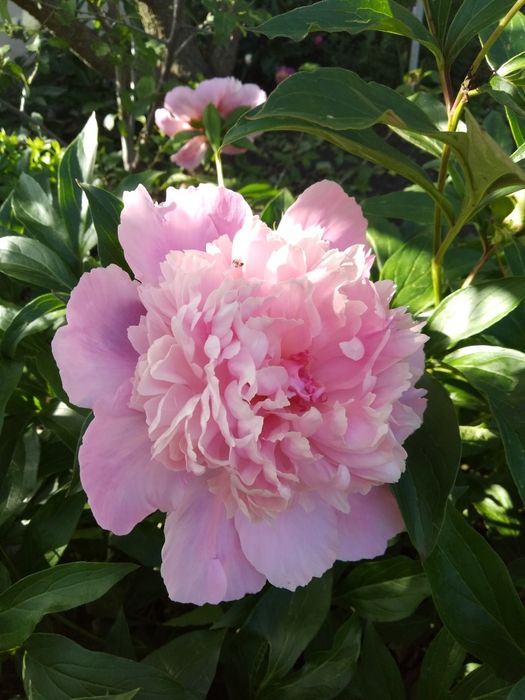 Пион, Папоротник,калина,ирисы,хоста,лилии, лаванда