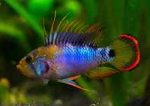 Apistogrammas Ciclídeos anões