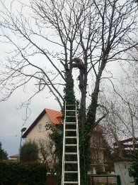 wycinka drzew niebezpiecznych wycinka do 0 lasów  pielęgnacja drzew