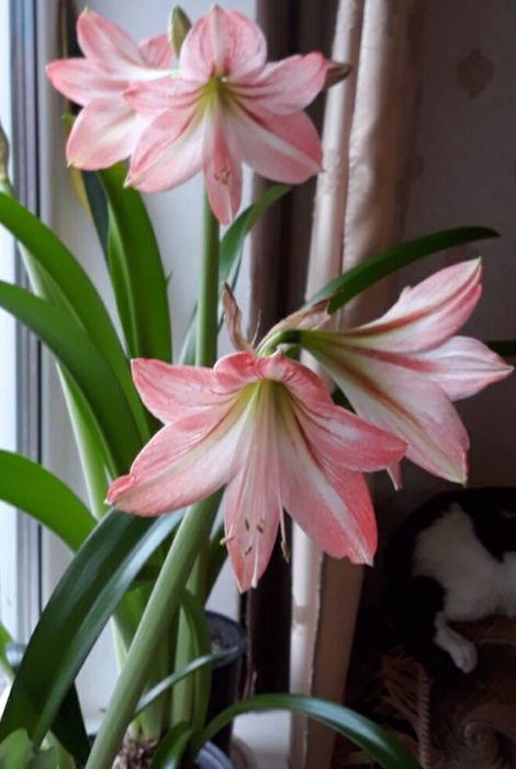 Гіппеаструм (молоді клубні)