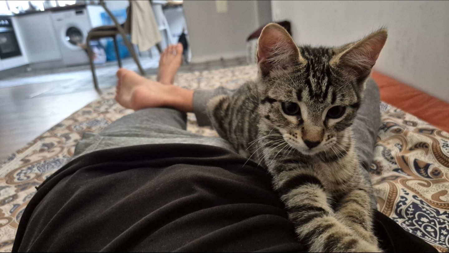 Brown tabby cat 5 months old