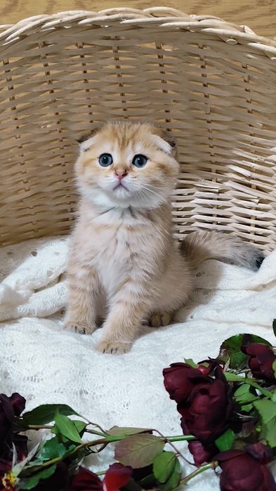 Супер подарунок золота шиншила прямовухі висловухі  хлопчик дівчинка