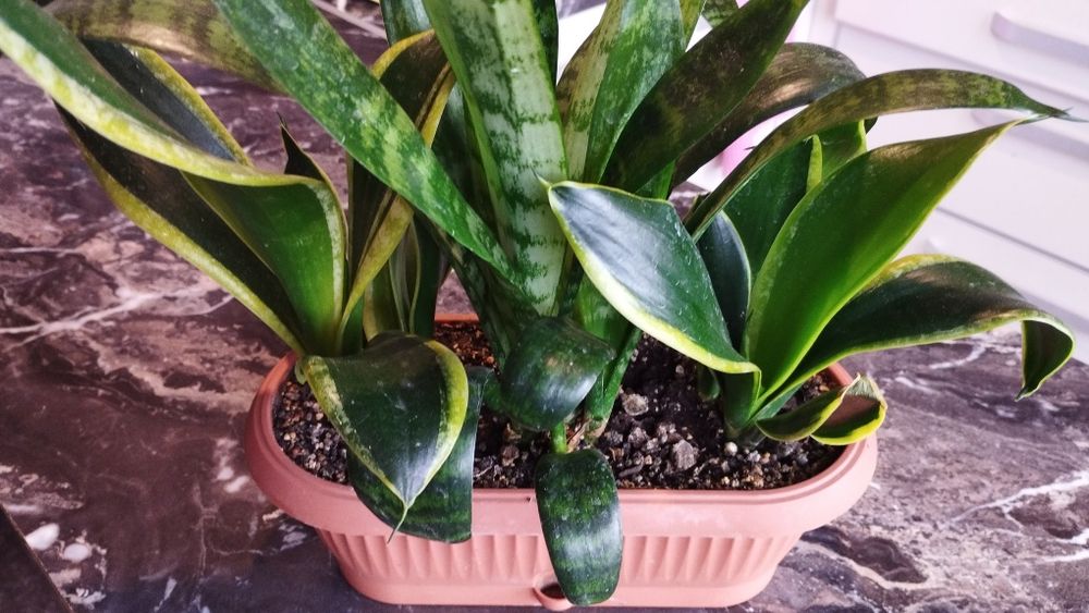 Продам сансевьерию