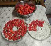 Suszona Carolina Reaper, habanero, apocalypse scorpion chocolate