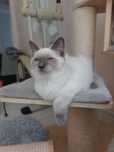 Ragdoll kot kocur
