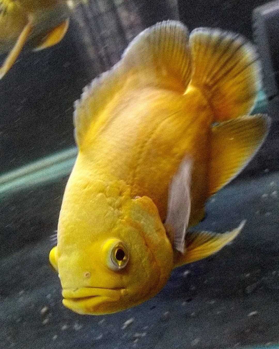 Pielęgnica pawiooka odmiana LEMON - Astronotus - dowóz, wysyłka