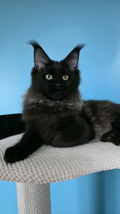 Rima Liluvit,  чёрная девочка Мейн-кун