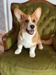Welsh Corgi Cardigan szczenie FCI