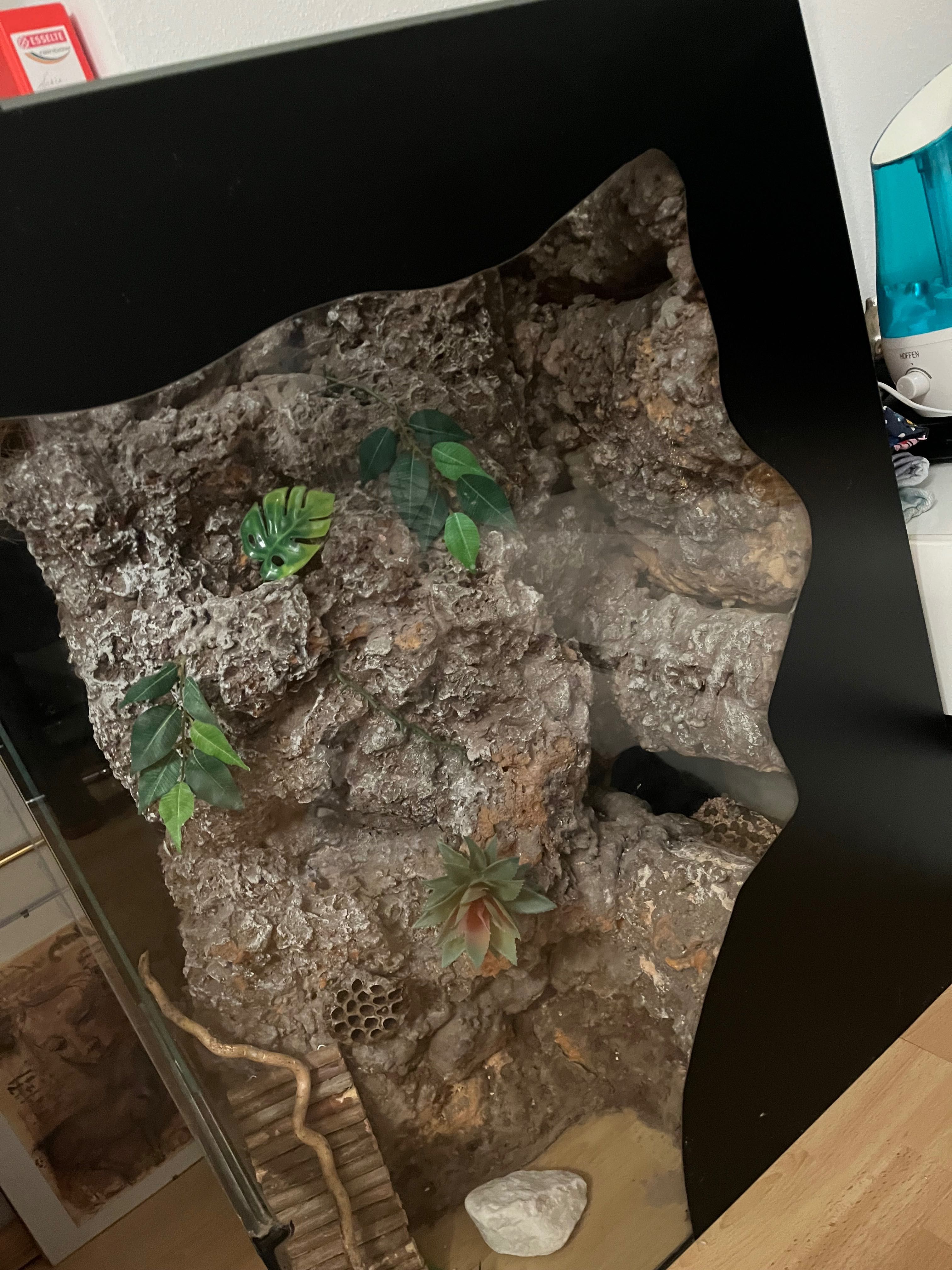 Terrarium wertykalne 90x70x30 gekon orzęsiony ze ścianką wystrojem